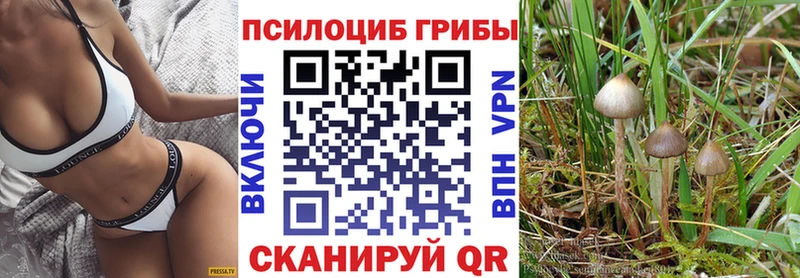 Купить где  Кологрив  Псилоцибиновые грибы Psilocybe 